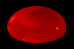 Corallo